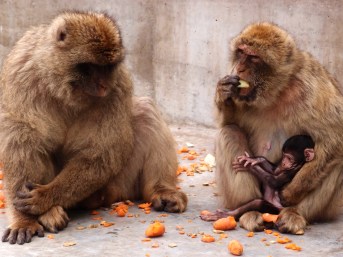 Monkeys in Gibraltar